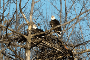Bald Eagle Watching